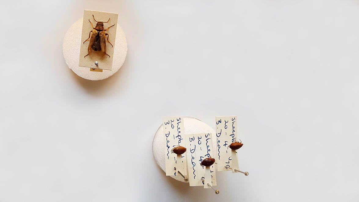 Insects displayed in museum