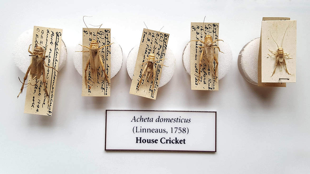 Insects displayed in museum