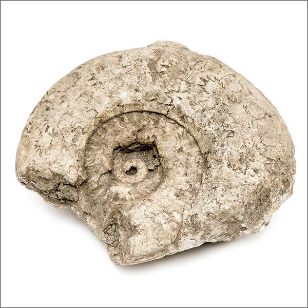 Limestone ammonite - Fossil