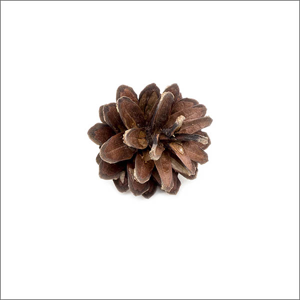 Pinecone