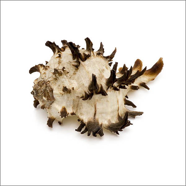 Sea tiger - spikey conch seashell