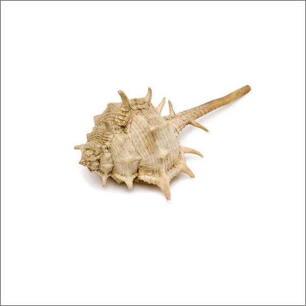 Murex seashell - spikey