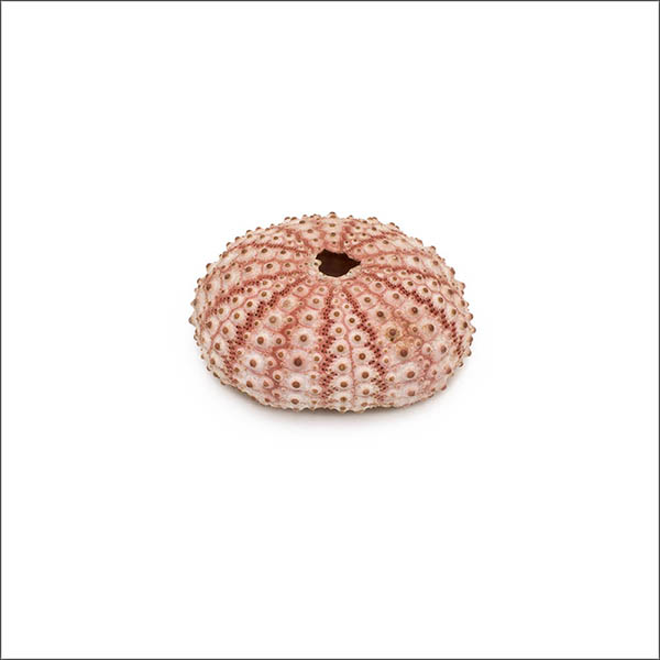 Pink sea urchin