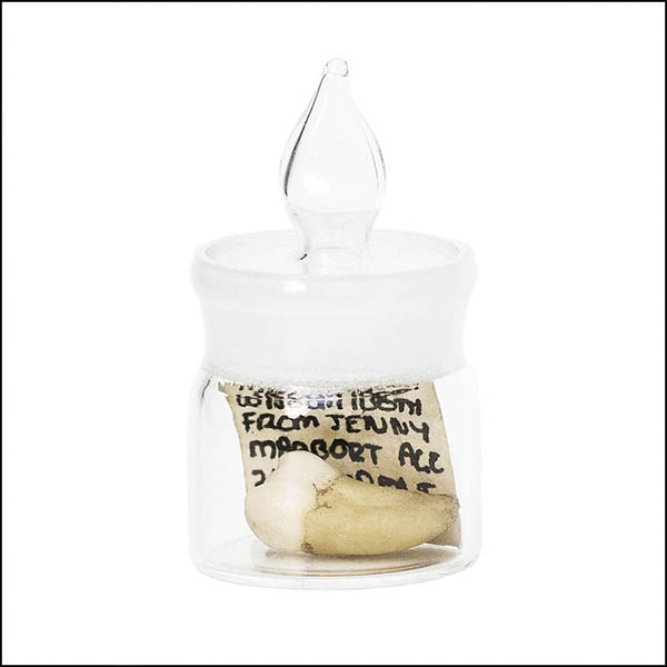 Wisdom tooth in glass pot - part of tooth collection