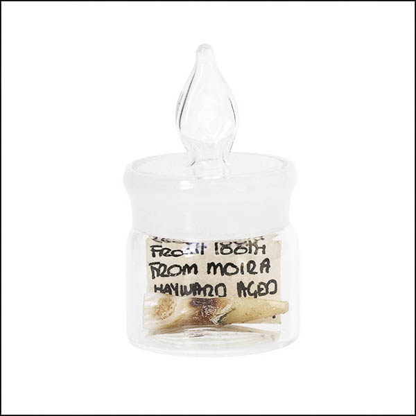 Front tooth in glass pot - part of tooth collectionn