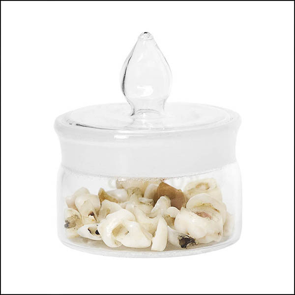 Teeth in glass pot - part of tooth collection