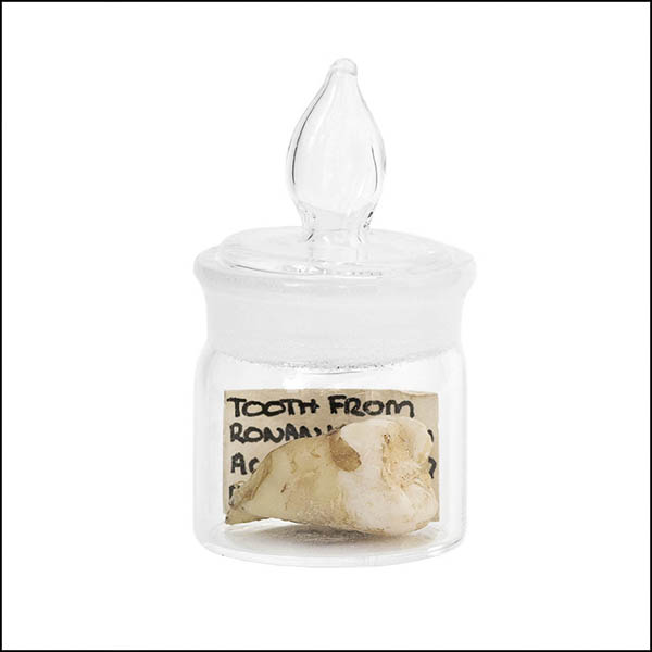 Tooth in glass pot - part of tooth collection