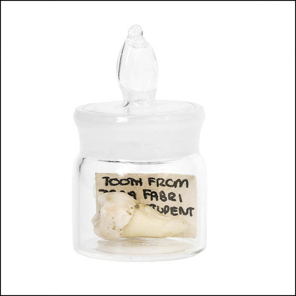 Tooth in glass pot - part of tooth collection