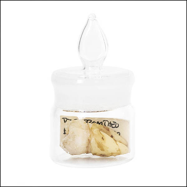 Tooth in glass pot - part of tooth collection