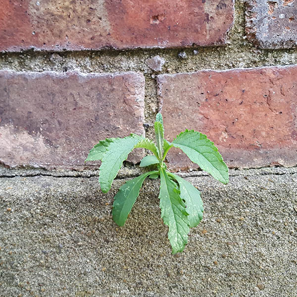 Weeds growing from cracks in brick wall