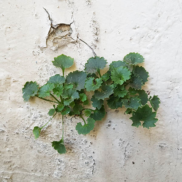 Weeds growing from cracks in white painted wall