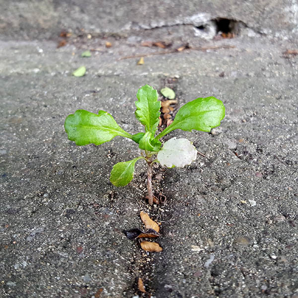Weeds growing from cracks in the street
