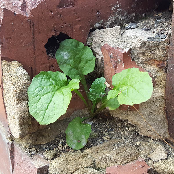 Weeds growing from cracks in brick wall