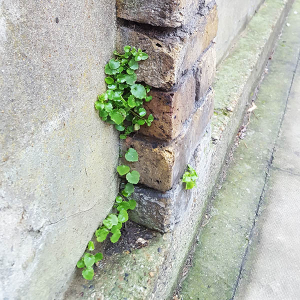 Weeds growing from cracks in the street