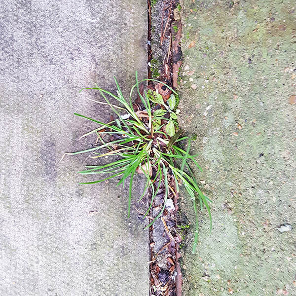 Weeds growing from cracks in the street