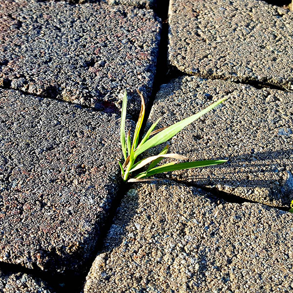 Weeds growing from cracks in the street